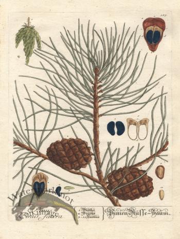 Blackwell Pine Cone 01